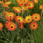 Gerbera 'garvinea Sweet Sunset' Hardy Orange Perennial | 6 x Jumbo Plugs | Orange