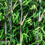 Bamboo 'black Dragon' 10cm Potted Plant | Set-of-1