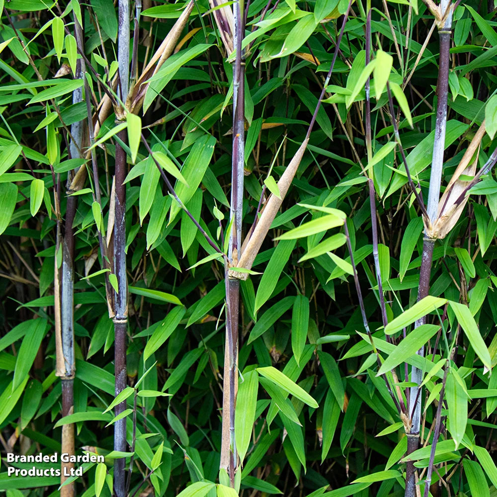 Bamboo 'black Dragon' 10cm Potted Plant | Set-of-1