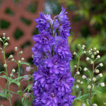 Delphinium 'delgenius Breezin' Compact Purple Perennial | 1 x 2L | Purple