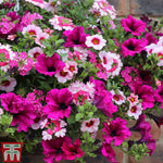 Thompson & Morgan Eton Mess Preplanted Hanging Basket 14in (35cm) X 1