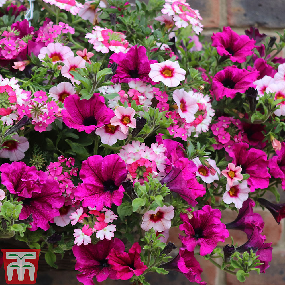Thompson & Morgan Eton Mess Preplanted Hanging Basket 14in (35cm) X 1