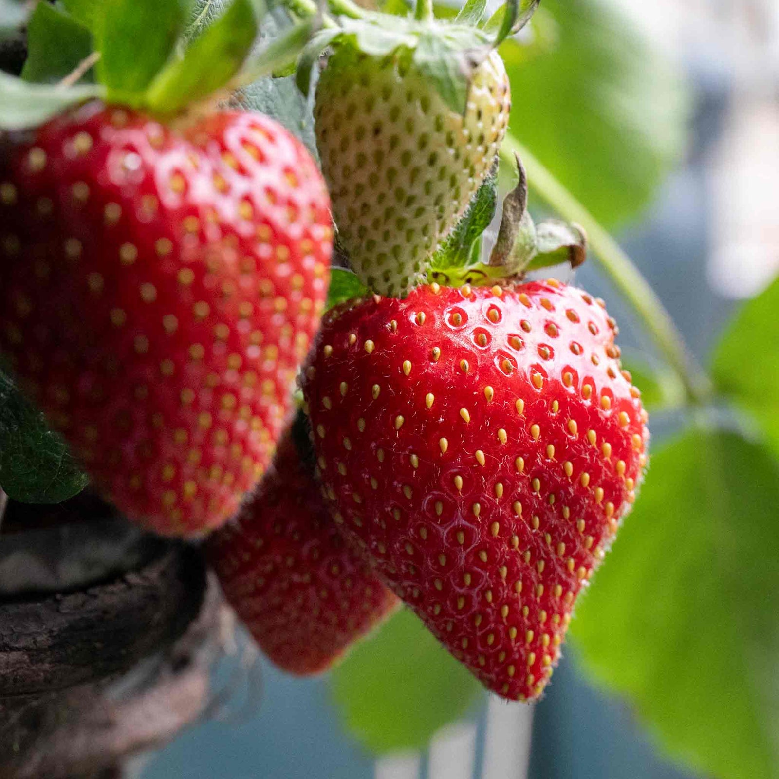 Elsanta Strawberry Plant - Main Season Red Fruits | 60 x Bare Root | Red