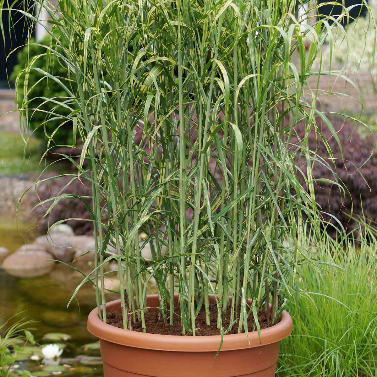 Miscanthus 'giganteus Alligator' Variegated Ornamental Grass 9cm | Set of 3 | Orange & Yellow