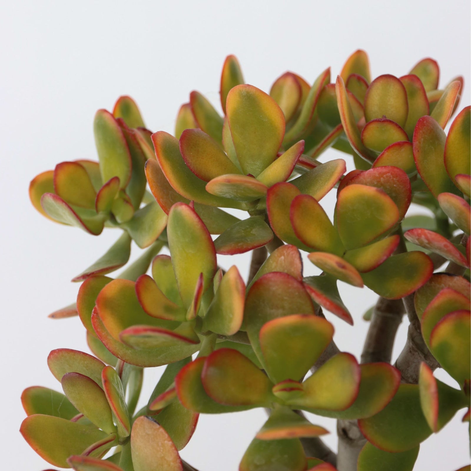 Jade Plant - Crassula Ovata 'sunset' - Height 30-35cm - ⌀17cm | Set of 1 | Green