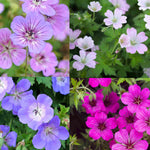 Geranium Breeders Mix - Bare Roots