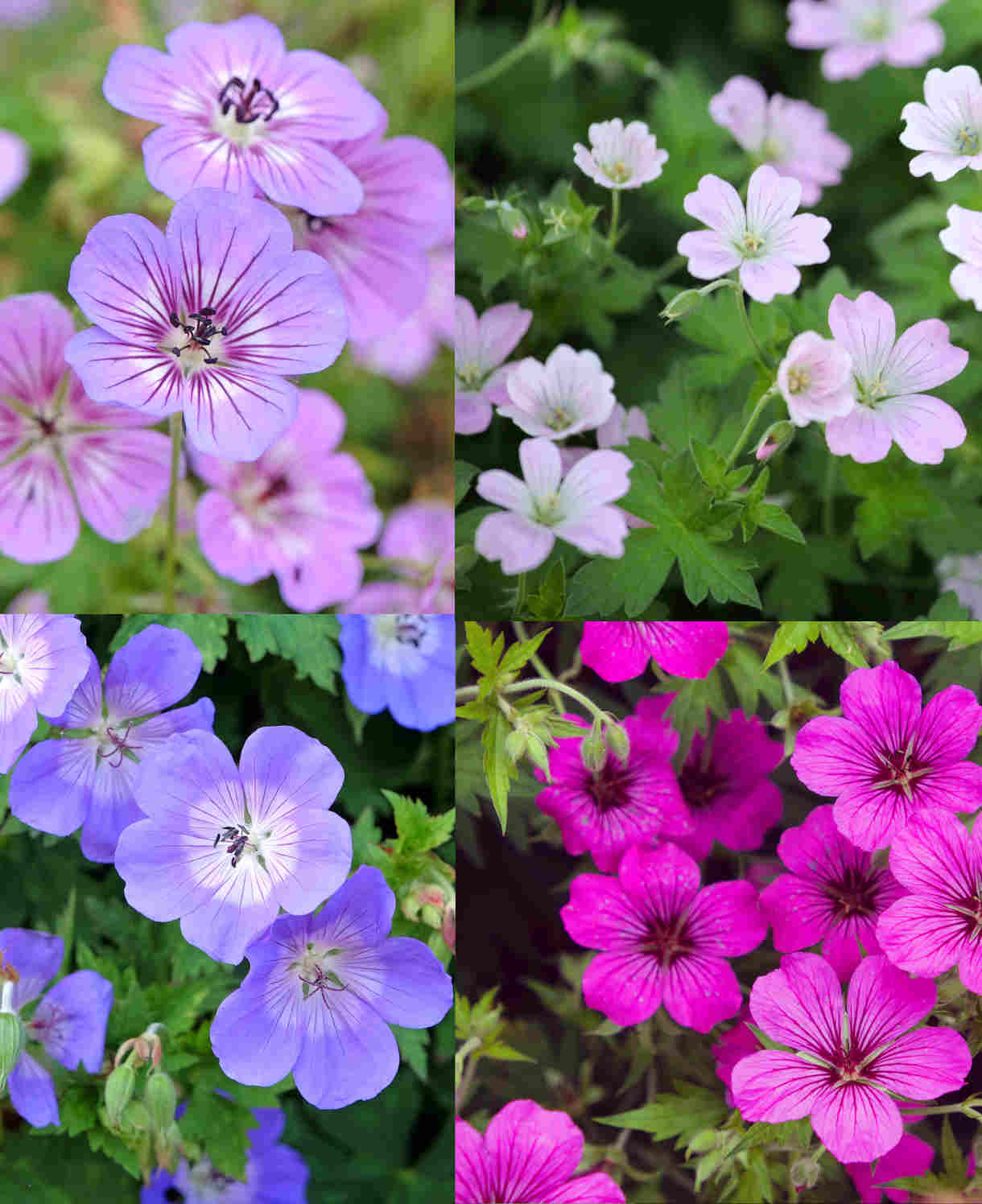 Geranium Breeders Mix - Bare Roots