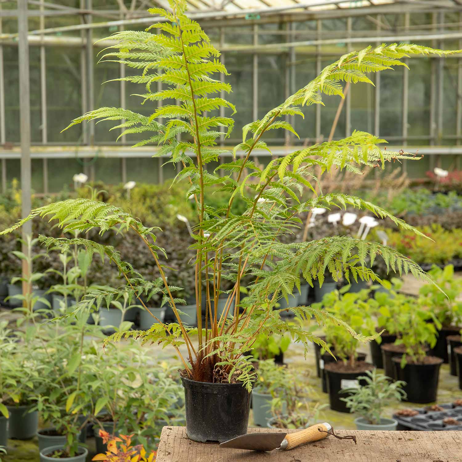 Dicksonia Antarctica Tree Fern | 1 x 9cm