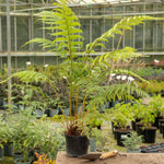Dicksonia Antarctica Tree Fern | 1 x 2L