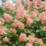 Hydrangea Paniculata Pink Diamond Garden Shrubs Pack Of 3