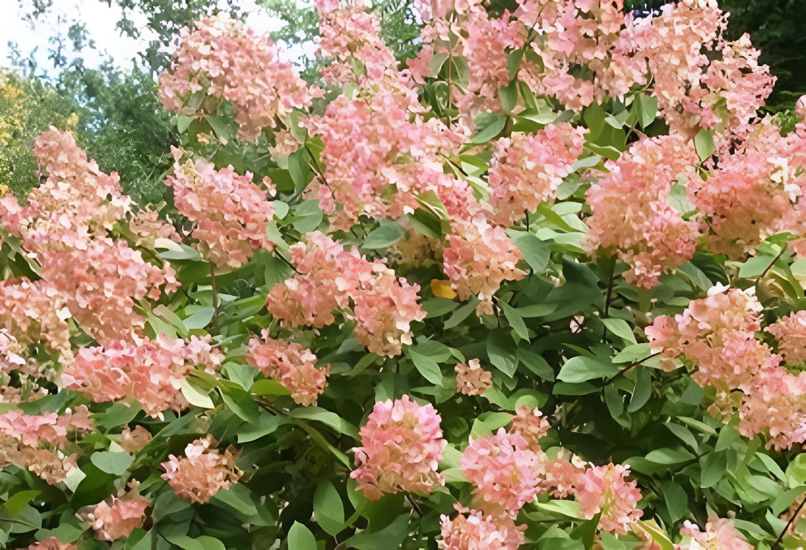Hydrangea Paniculata Pink Diamond Garden Shrubs Pack Of 3