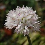 Allium Amplectens 'graceful Beauty' - Bulbs | 15 x Bulbs | White