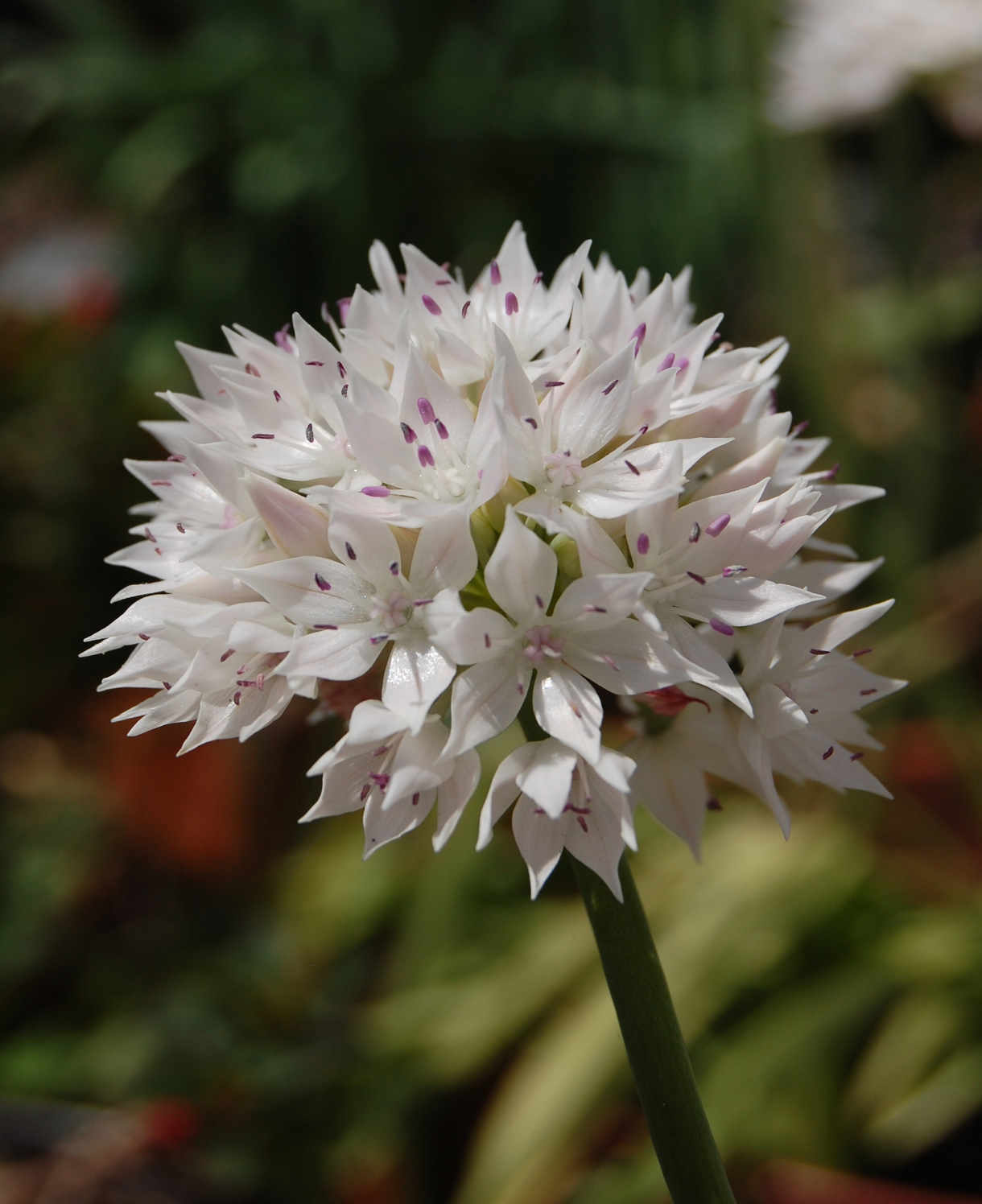 Allium Amplectens 'graceful Beauty' - Bulbs | 15 x Bulbs | White