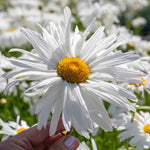 Leucanthemum 'crazy Daisy' Frilly Shasta Daisy Perennial | 3 x 9cm