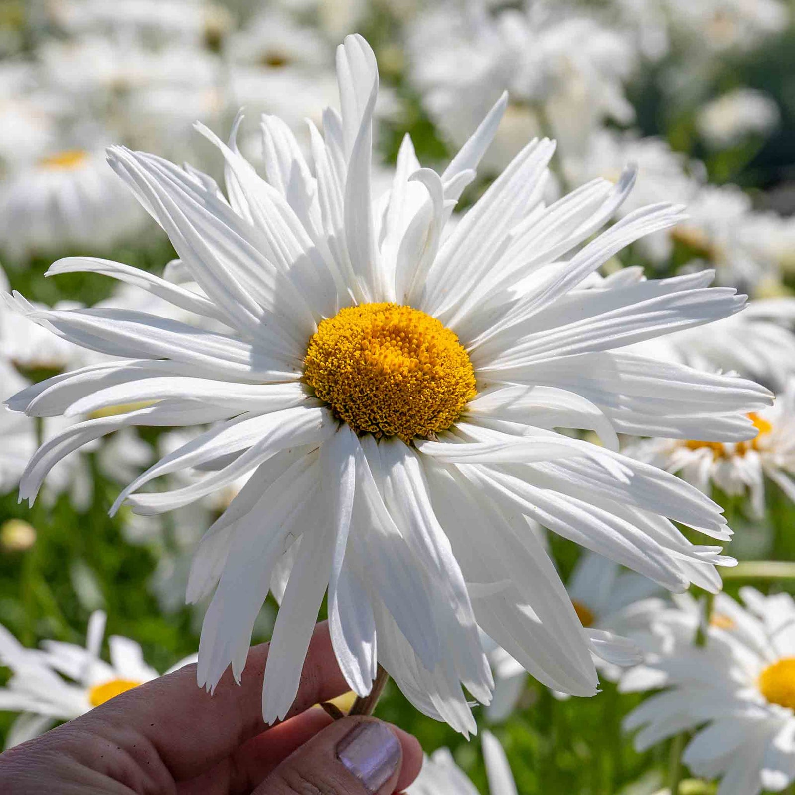 Leucanthemum 'crazy Daisy' Frilly Shasta Daisy Perennial | 3 x 9cm