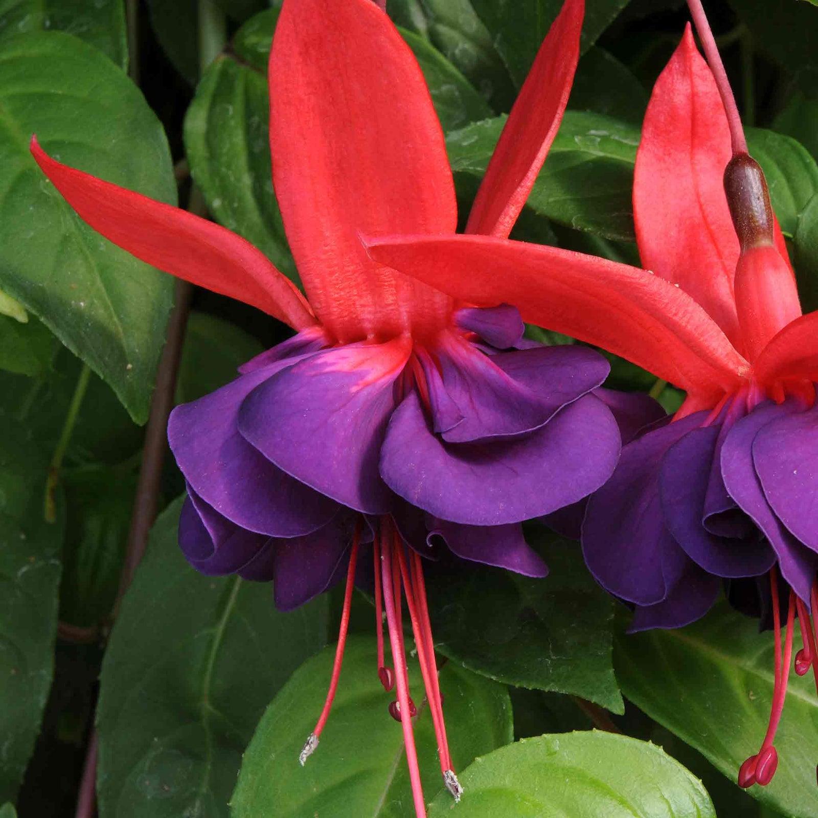 Fuchsia 'southern Belles Voodoo' Double Purple & Red For Hanging Baskets | 6 x Plug Plants | Multi Colour
