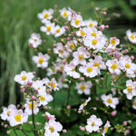Anemone X Hybrida Andrea Atkinson - 9cm Pots | 3 x 9cm | Creamy White