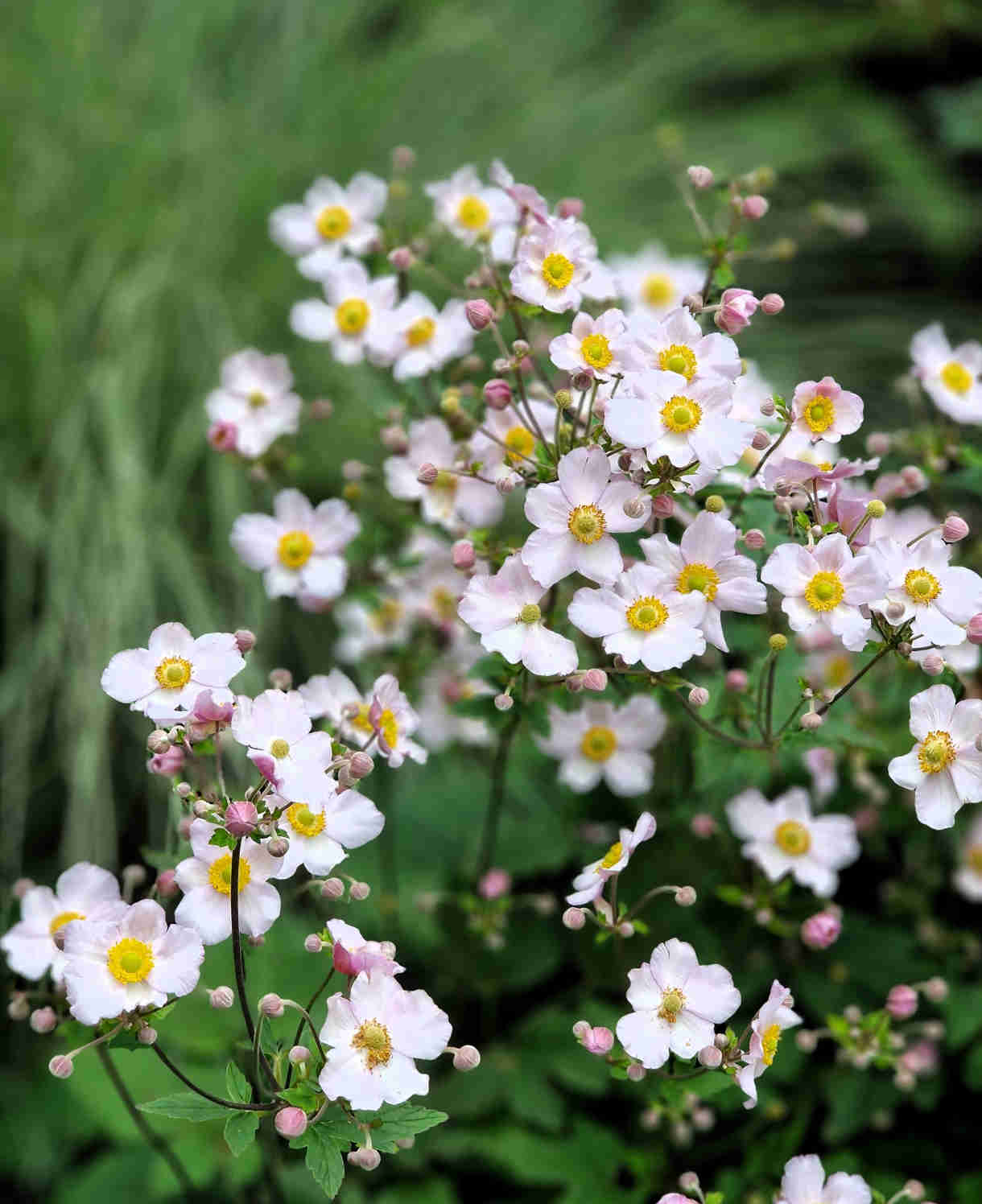 Anemone X Hybrida Andrea Atkinson - 9cm Pots | 3 x 9cm | Creamy White