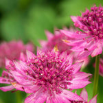 Astrantia 'roma' - Deep Pink Pincushion Perennial | 1 x 9cm | Pink