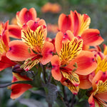 Alstroemeria 'indian Summer' 75cm, Hardy Long-flowering Perennial | 6 x Jumbo Plugs | Orange & Yellow