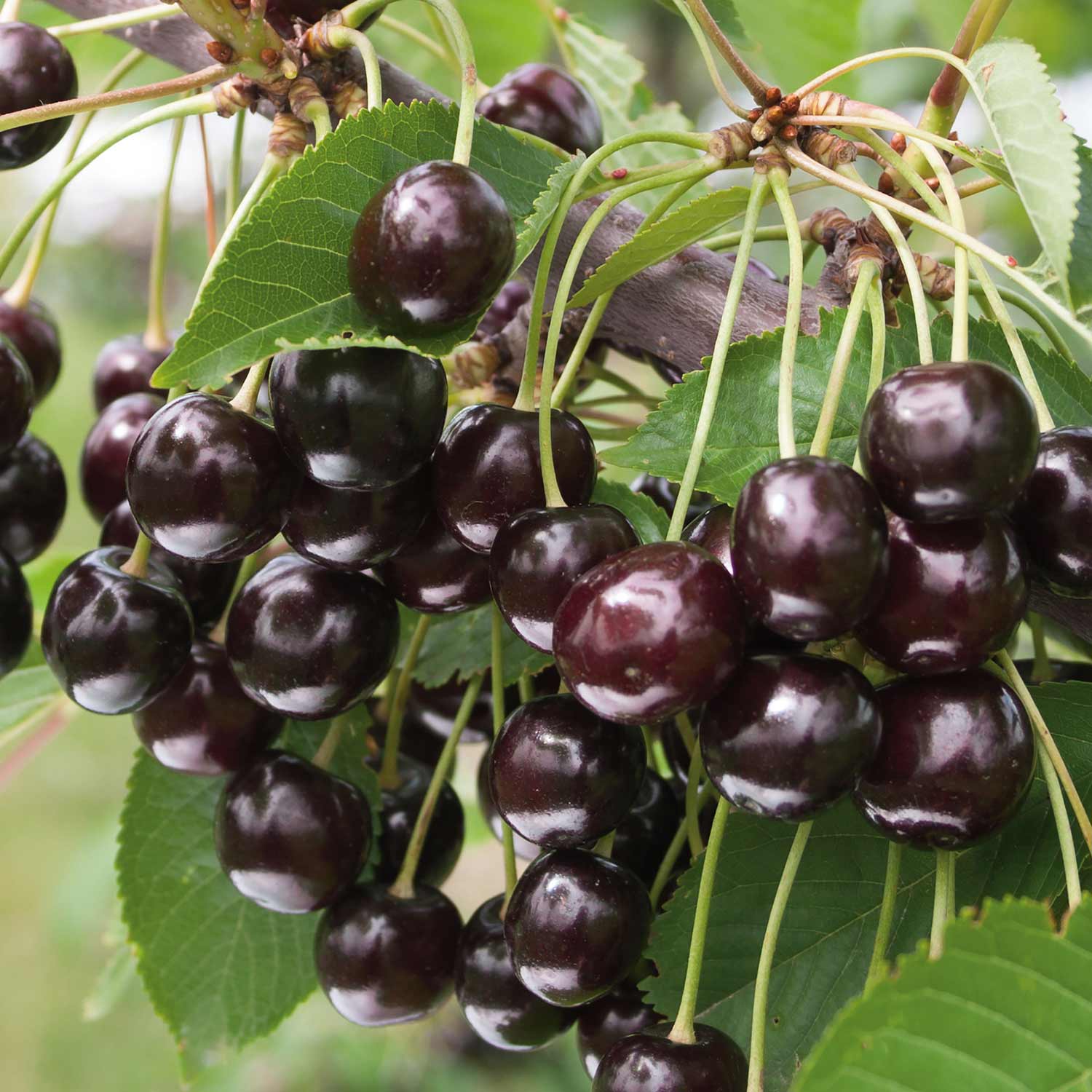 Dwarf Cherry Tree 'athos' | 1 x 3L