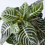 Zebra Plant - Aphelandra Squarrosa 'botanica' - Height 25-45cm - ⌀13cm | Set of 1 | Green