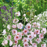 Lavatera Clementii 'barnsley Baby' - Hardy Pink Shrub | 1 x 9cm
