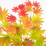 Japanese Maple - Acer Palmatum 'Moonrise' - Height 40-50cm - ⌀19cm | Set of 2 | Green