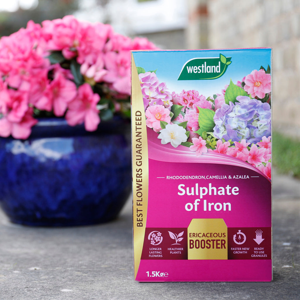 Ericaceous Iron Sulphate Granules | 1.5kg