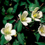 Clematis Cirrhosa ‘jingle Bells’ - 7cm pot | 1 x 7cm | White