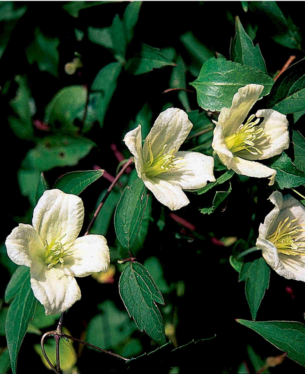Clematis Cirrhosa ‘jingle Bells’ - 7cm pot | 1 x 7cm | White