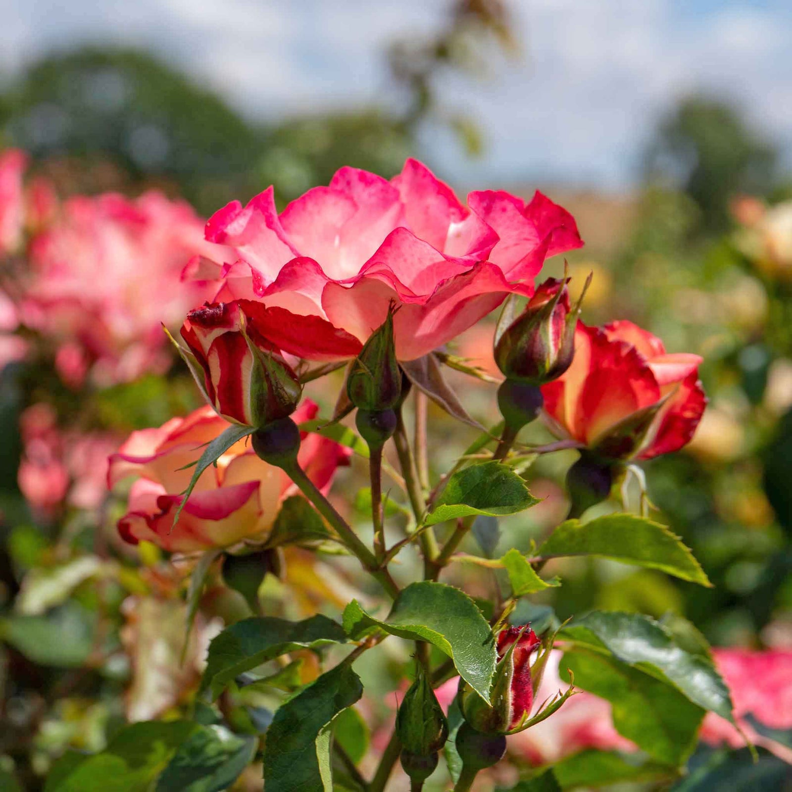 Rose 'birthday Girl' - Floribunda, Creamy Yellow With Red Edges | 1 x Bare Root