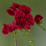 Artificial 50cm Phalaenopsis Orchid Dark Red Gold Pot