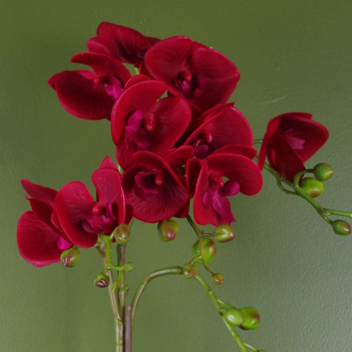 Artificial 50cm Phalaenopsis Orchid Dark Red Gold Pot