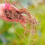 Timeless Hardy Geranium Collection - Bare roots | Set-of-6 | Multi Colour