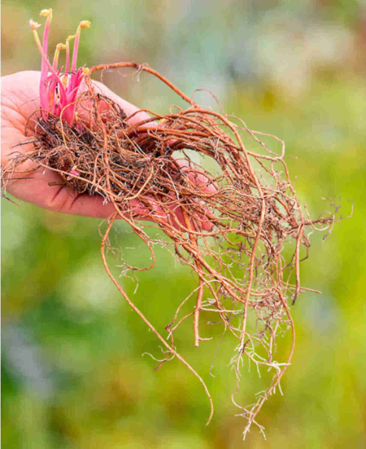 Timeless Hardy Geranium Collection - Bare roots | Set-of-6 | Multi Colour