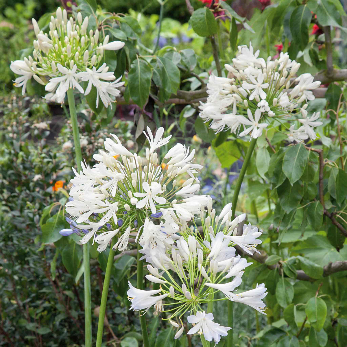 Agapanthus 'white' | Set of 2 | White