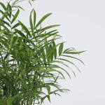 Parlour Palm - 2 Pcs. - Chamaedorea Elegans - Height 50-60cm - ⌀17cm | Set of 2 | Green