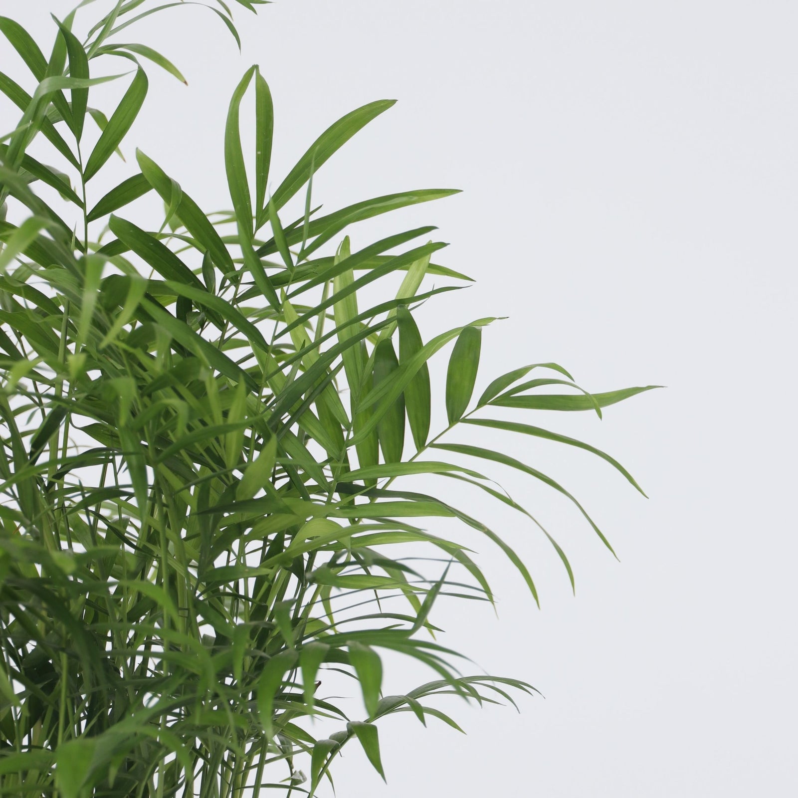 Parlour Palm - 2 Pcs. - Chamaedorea Elegans - Height 50-60cm - ⌀17cm | Set of 2 | Green