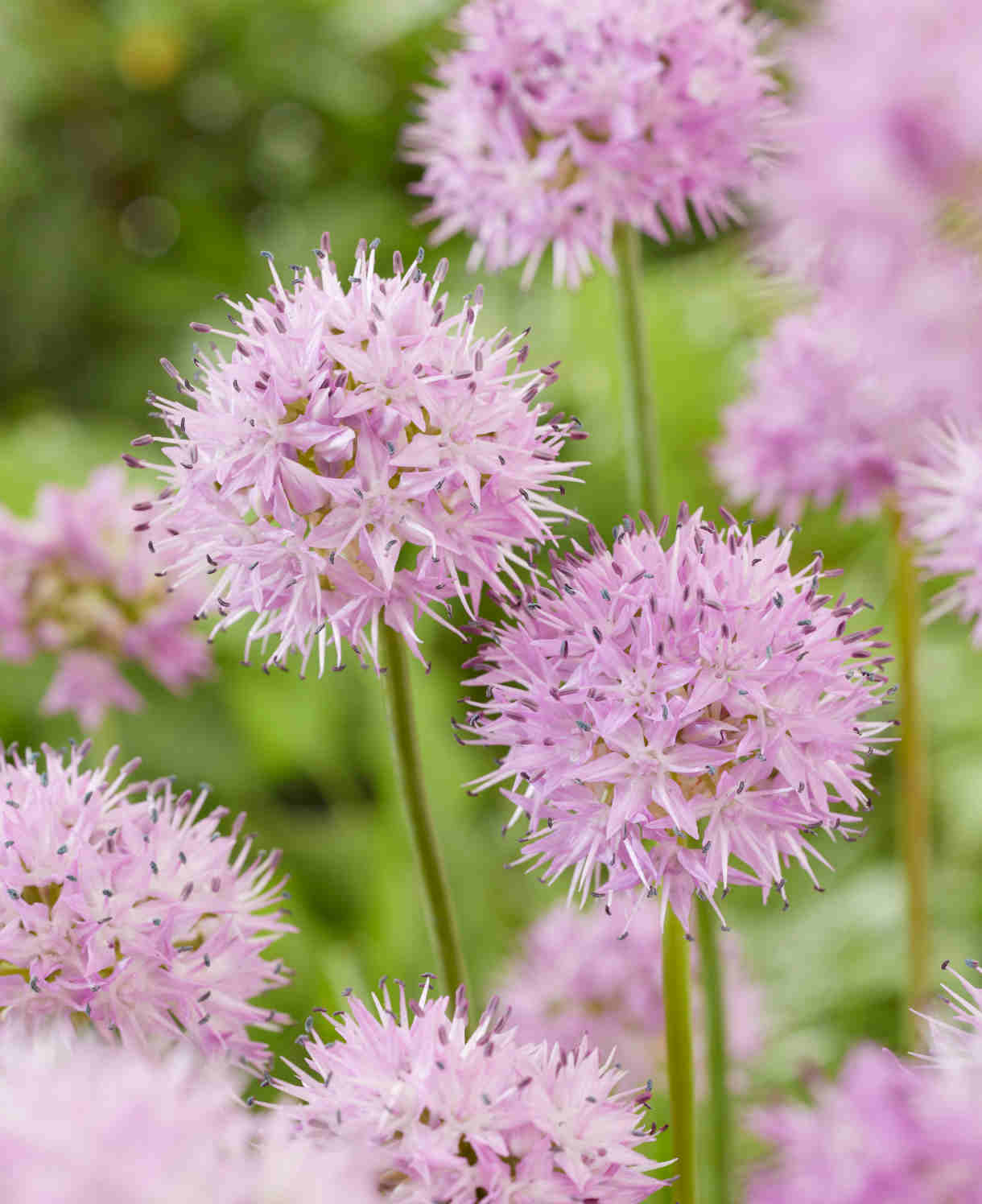 Allium 'rosy Dream' - Bulbs | 60 x Bulbs | Pink