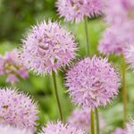 Allium 'rosy Dream' - Bulbs | 30 x Bulbs | Pink