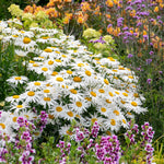 Leucanthemum 'madonna' White Daisy Perennial 50cm | 1 x 2L | Green & White
