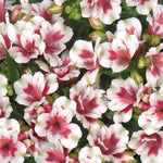 Alstroemeria 'inticancha Maya' Dwarf White With Red Throat 30cm | 6 x Jumbo Plugs