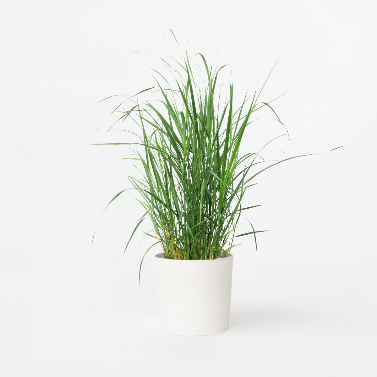 Switch Grass - Panicum Virgatum 'heavy Metal' - Height 40-60cm - ⌀23cm | Set of 1 | Green