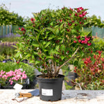 Weigela 'bristol Ruby' - Deep Ruby-red Deciduous Shrub, Pollinator Friendly | 1 x 3L | Pink
