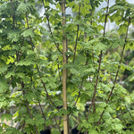 Acer Campestre Elegant Field Maple Tree 3-4ft Supplied In A 3 Litre Pot