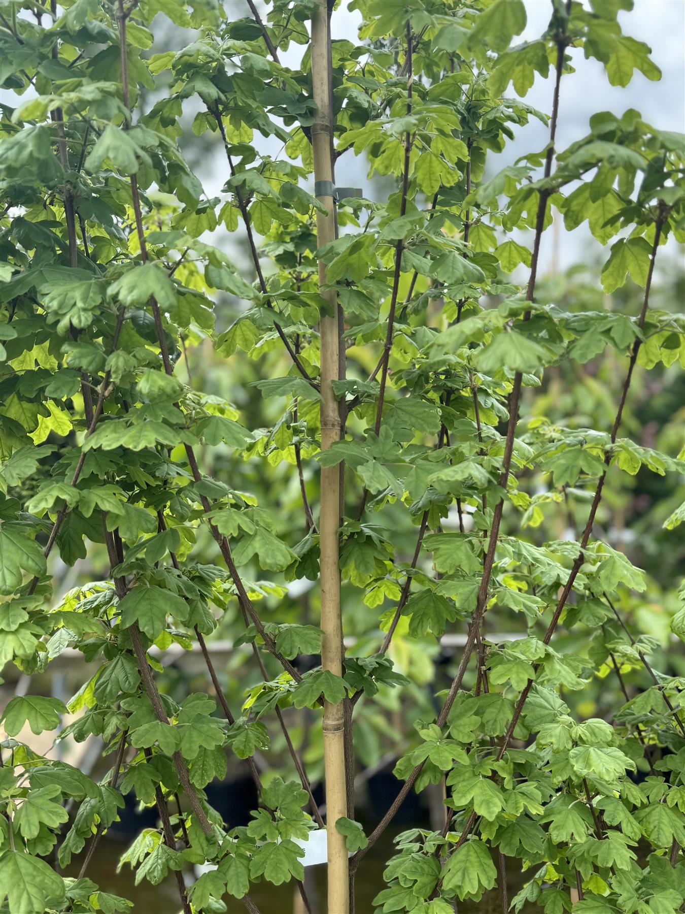 Acer Campestre Elegant Field Maple Tree 3-4ft Supplied In A 3 Litre Pot