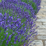 Lavender - Lavandula Angustifolia - Height 10-15cm - ⌀10,5cm | Set of 12 | Purple