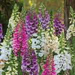 Digitalis 'dalmatian Mix' Foxglove Cottage Garden Perennial | 24 x Jumbo Plugs | Multi