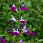 Salvia 'luscious Lips Collection' - 9cm Pots. | 3 x 9cm | Multi
